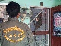 泰国顽皮巨蜥整蛊大妈 无奈之下只能报警救援