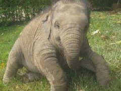 世界上最小象死亡身高仅54厘米 死亡原因正在调查中