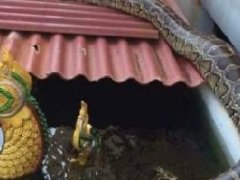 泰国北榄府寺庙娜迦蛟龙水池现4.5米大蟒蛇 寺庙对其加持诵经