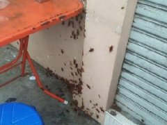慎入! 上百只蟑螂围攻泰国餐厅!