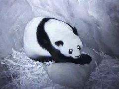 泰国清迈动物园大熊猫"林惠"确认怀二胎!