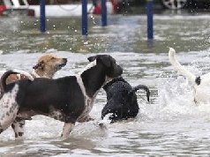 泰国曼谷连降暴雨影响较大! 没想到它们却玩的不亦乐乎