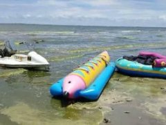 泰国春武里府邦盛海滩浮游生物泛滥海水变绿 生态污染造成鱼类死亡