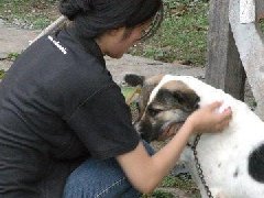 感动! 泰国猜纳府3只忠犬为救主人大战眼镜蛇