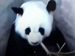 泰国清迈动物园大熊猫林惠将于6月14日前产崽