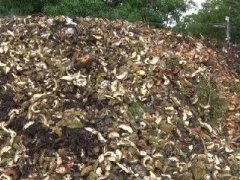 泰国清迈人每天吃8吨榴莲 榴莲壳堆如山