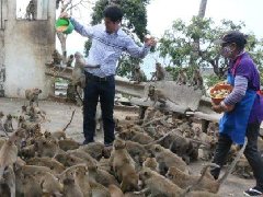 泰国华欣筷子山猴群下山"打劫" 民众叫苦不迭望政府解决