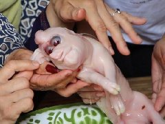 泰国小猪崽出生畸形 村民忙着跪拜求彩票号