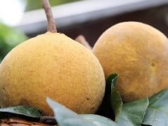 泰国暖武里府7月13-17日水果节 邀您品尝仙都果!