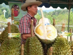 泰国果农成功种出没有"臭味"的新品种榴莲"卡叻"