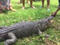 泰国甲米府鳄鱼闯村庄 被居民开土枪乱枪射死!