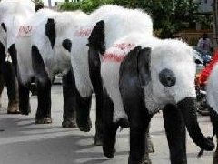 俄罗斯把松狮犬涂成熊猫 而泰国牛人则把大象打扮成熊猫！
