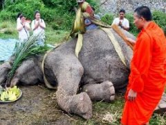 泰国最高龄大象98岁因病去世 高僧为其诵经祈福!