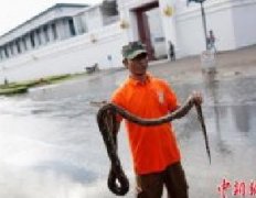 泰国曼谷抗洪进入关键期 泰国著名旅游景点现巨蟒(图)